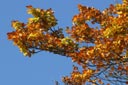 picture of tree in the fall  homepage